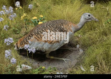 Ausgestopfte weibliche Großtrappe (Otis tarda), Naturkundemuseum, Breite Straße, Potsdam, Brandenburg, Deutschland Stockfoto