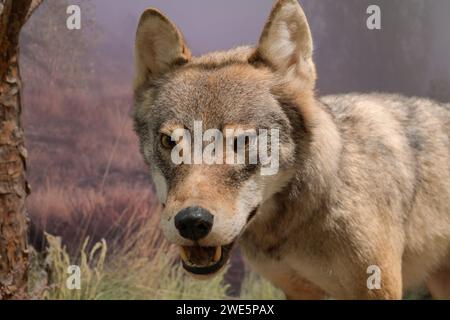 Ausgestopfter Wolf (Canis Lupus), Naturkundemuseum, Breite Straße, Potsdam, Brandenburg, Deutschland Stockfoto