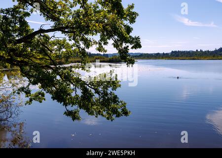 Maisinger See bei Maising bei Starnberg in Oberbayern, Bayern, Deutschland Stockfoto