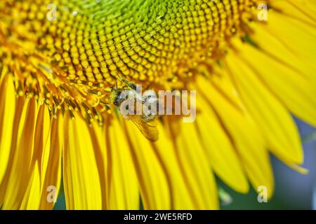Die Biene sammelt Nektar aus der Sonnenblumen-Nahaufnahme. Stockfoto