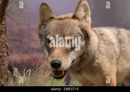 Ausgestopfter Wolf Canis Lupus, Naturkundemuseum, Breite Straße, Potsdam, Brandenburg, Deutschland Ausgestopfter Wolf Canis Lupus, Naturkundemuseum, Breite Straße, Potsdam, Brandenburg, Deutschland *** gefüllter Wolf Canis Lupus , Naturkundemuseum, Breite Straße, Potsdam, Brandenburg, Deutschland gefüllter Wolf Canis Lupus , Naturkundemuseum, Breite Straße, Potsdam, Brandenburg, Deutschland Stockfoto