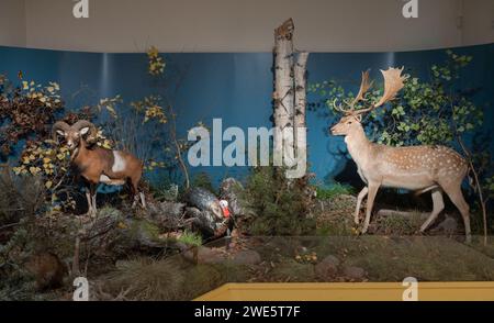 Ausgestopfter Tiere, Damhirsch, Naturkundemuseum, Breite Straße, Potsdam, Brandenburg, Deutschland Ausgestopfter Tiere, Damhirsch, Naturkundemuseum, Breite Straße, Potsdam, Brandenburg, Deutschland *** Plüschtiere, Damhirsch, Naturhistorisches Museum, Breite Straße, Potsdam, Brandenburg, Deutschland Plüschtiere, Damhirsch, Naturkundemuseum, Breite Straße, Potsdam, Brandenburg, Deutschland Stockfoto