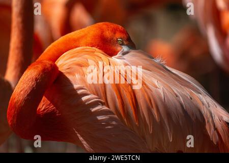 Ein karibischer Flamingo, Phoenicopterus ruber, (in Gefangenschaft), der in Nahaufnahme mit seinem Schnabel in seinen Körperfedern ruht Stockfoto