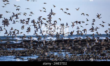 Eine Schar überwinterender Knoten, Calidris canutus, fliegt an der Küste von Alnmouth, Northumberland, Großbritannien Stockfoto