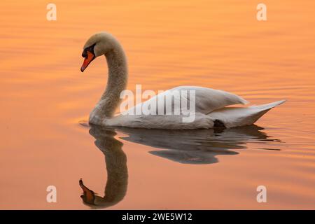 Ein Mute Swan gleitet auf einem See, der sich im Wasser spiegelt, das von einem Sonnenuntergang orange getönt wird Stockfoto