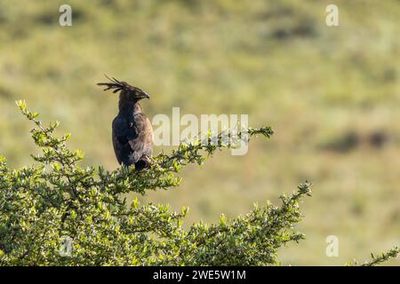 Ein Langkammadler (Lophaetus occipitalis), der in einem Baum sitzt und in der Ferne Beute sucht. Seine durchdringenden gelben Augen und die charakteristische lange cre Stockfoto