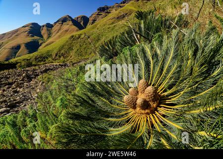 Cycad, Drakensberg Cycad, Encephalartos ghellinckii, Tseketseke Valley, Didima, Cathedral Peak, Drakensberg, Kwa Zulu Natal, UNESCO-Weltkulturerbe Mal Stockfoto