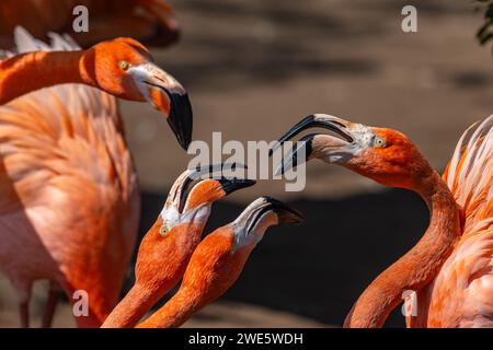 Eine Gruppe karibischer Flamingos streitet sich Stockfoto
