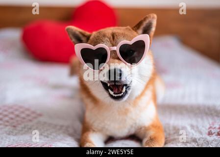 Shiba inu Hund in herzförmiger Sonnenbrille liegt auf dem Bett Stockfoto