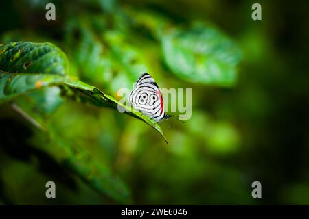 Foto von einem Schmetterling namens achtundachtzig wegen seiner Linien auf seinen Flügeln, oder DiaethriaClymena, der auf einem Blatt in der Mitte des Waldes ruht. Stockfoto