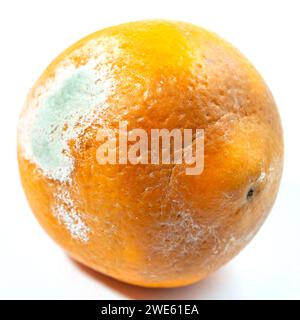 Eine schimmelige Orange auf weißem Hintergrund. Stockfoto