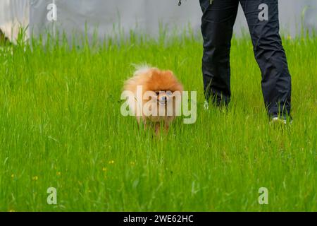 Pommersche Hund läuft auf grünem Gras Stockfoto