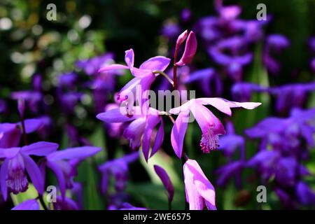 Lila Hyazinth Orchideenblüten, die im Frühsommer Sonnenlicht leuchten Stockfoto