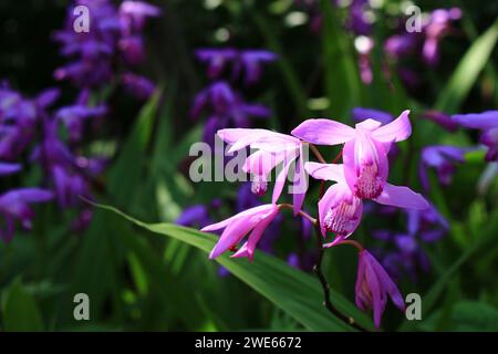 Lila Hyazinth Orchideenblüten, die im Frühsommer Sonnenlicht leuchten Stockfoto