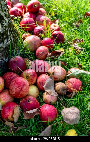 Rote reife Äpfel liegen auf Gras Stockfoto
