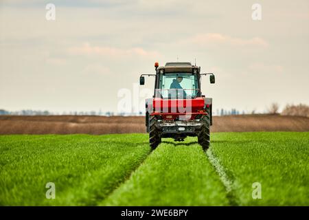 Landwirt im Traktor, der Weizenfeld düngt Stockfoto