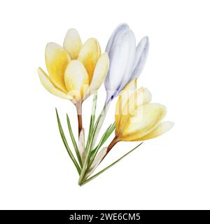 Aquarellkomposition mit gelb-weiß blühender Krokusblüte isoliert auf weißem Hintergrund. Frühlings- und osterbotanisch handgemalt Safran krank Stockfoto