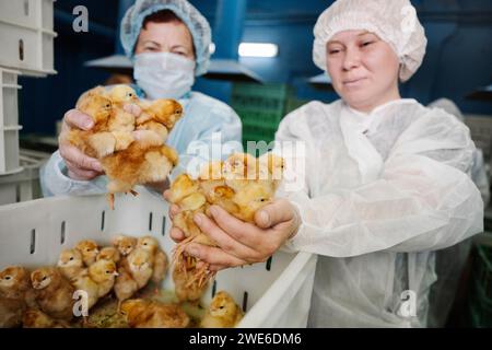 Tierärzte, die Hühner in Plastikbehälter in der Fabrik stecken Stockfoto