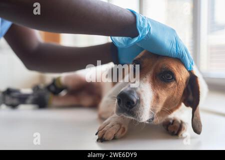 Tierarzt mit Handschuhen und Untersuchung des behinderten Beagle-Hundes in der Klinik Stockfoto