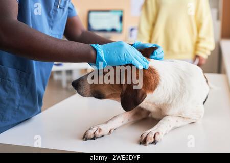 Tierarzt mit Handschuhen und Untersuchungshund in der Klinik Stockfoto