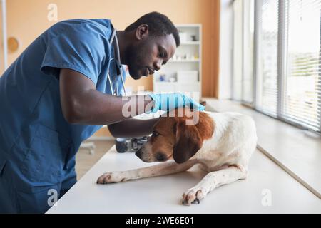 Tierarzt mit Handschuhen und Untersuchungshund auf dem Tisch in der Klinik Stockfoto