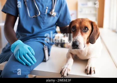 Tierarzt sitzt mit Beagle-Hund auf dem Tisch in der Klinik Stockfoto