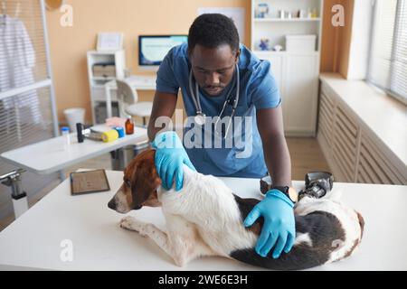Junger Tierarzt mit Handschuhen und Untersuchung behinderter Beagle-Hunde in der Klinik Stockfoto