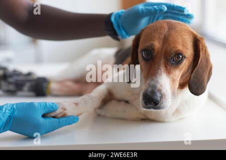 Tierarzt mit Handschuhen und Untersuchung des behinderten Beagle-Hundes in der Klinik Stockfoto
