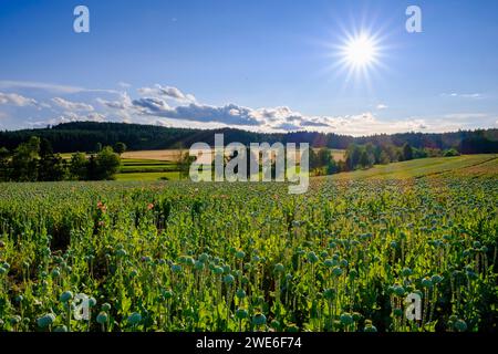 Österreich, Niederösterreich, Armschlag, riesiges Mohnfeld im Sommer Stockfoto