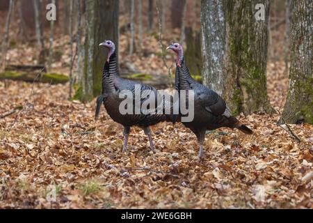 Tom Truthühner im Norden von Wisconsin Stockfoto