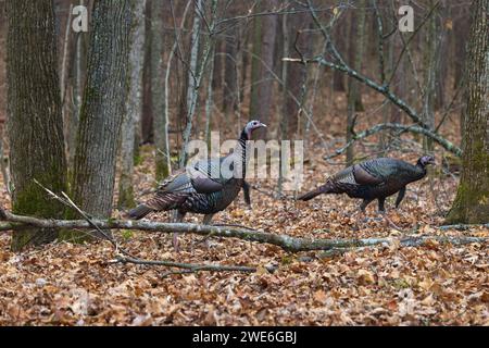 Tom Truthühner in einem Wald im Norden von Wisconsin. Stockfoto