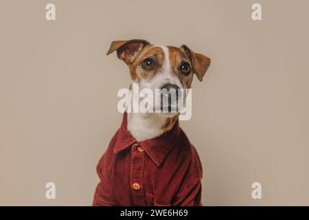 Jack Russell Terrier Hund trägt ein burgunderrotes Hemd vor beigem Hintergrund Stockfoto