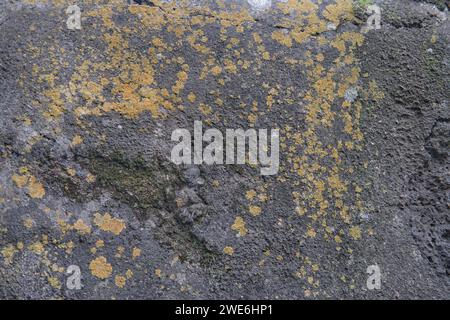 Gelbes Moos wächst auf Felsen. Gelbe Pilze Cyanobakterien, Moos und Krustentierflechten auf den grossen Steinen. Steinoberfläche und -Struktur. Stockfoto