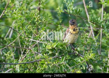 Barbet von D'Arnaud (Trachyphonus darnaudii) Stockfoto