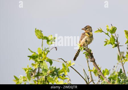 Barbet von D'Arnaud (Trachyphonus darnaudii) Stockfoto