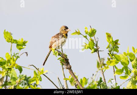 Barbet von D'Arnaud (Trachyphonus darnaudii) Stockfoto