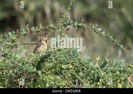 Barbet von D'Arnaud (Trachyphonus darnaudii) Stockfoto