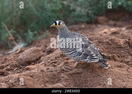 Lichtensteians Sandhühner (Pterocles lichtensteinii), erwachsener Mann Stockfoto