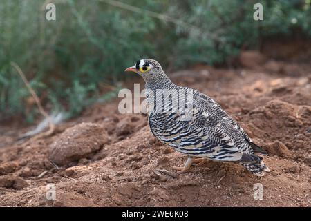 Lichtensteians Sandhühner (Pterocles lichtensteinii), erwachsener Mann Stockfoto