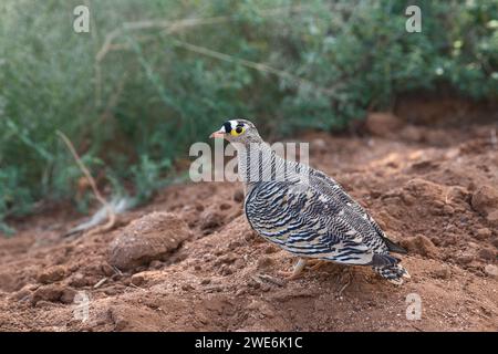 Lichtensteians Sandhühner (Pterocles lichtensteinii), erwachsener Mann Stockfoto