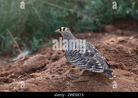 Lichtensteians Sandhühner (Pterocles lichtensteinii), erwachsener Mann Stockfoto