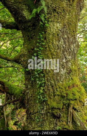 Ariundle Oakwood Walk Stockfoto