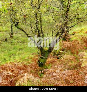 Ariundle Oakwood Walk Stockfoto