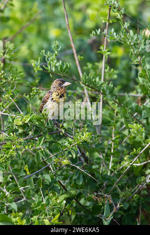 Barbet von D'Arnaud (Trachyphonus darnaudii) Stockfoto