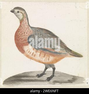 Veldhoen, Anonym, 1688 - 1698 Print Niederlande Papiergravur Walker and Runner Birds: partridge Stockfoto