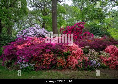 Farbenfrohe Azaleen und Rhododendron im Frühling Stockfoto