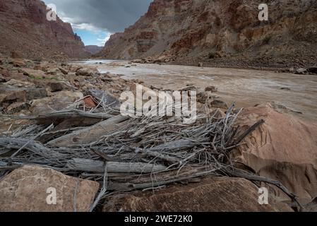 Treibholz am Big Drop #3 (auch bekannt als Satan's gut) am Colorado River, Cataract Canyon, Canyonlands National Park, Utah. Stockfoto