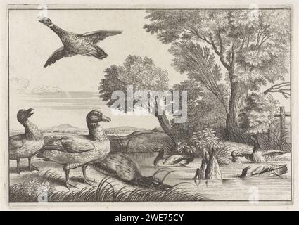 Enten, anonym, nach Wenzel Hollar, nach Francis Barlow, 1654 - 1712 drucken verschiedene Enten auf und um das Wasser. Nach dem Druck von: LondonAfter Painting by: England Paper Etching Water-Birds: Ente Stockfoto