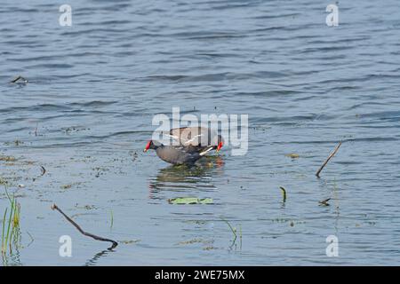 Ein Paar Common Gallinule, das in einem See im Brazos Bend State Park in Texas lebt Stockfoto