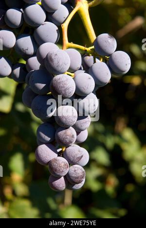 Weinberg Trauben, Yakima County, Washington Stockfoto